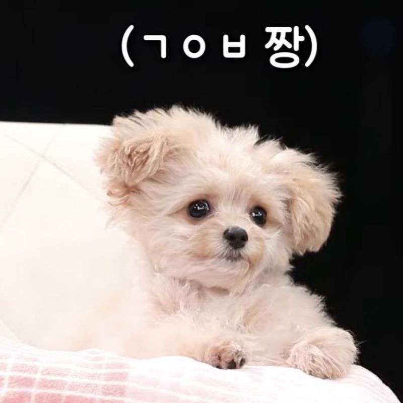 wendy summag pc [iamnewthor]