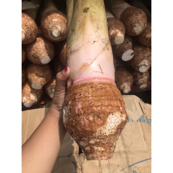 FCW - Sayur Talas Segar 500 Gram