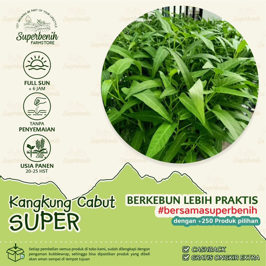 500 Biji - Benih kangkung SUPER, Tipe daun Lebar panen umur 20 harian