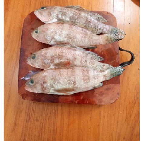 

Ikan Kerapu (frozen) 1/2kg | ikan segar | ikan murah | ikan laut | Surabaya