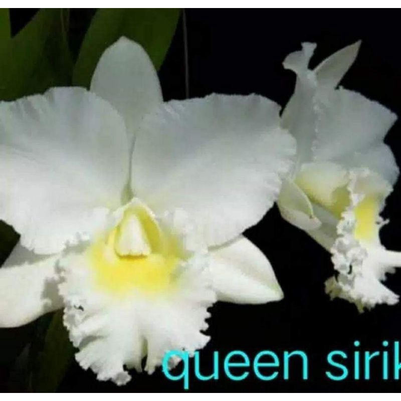Bunga Anggrek Cattleya Seedling Besar