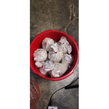 UMPAN KUCUR BAUNG 1kg BINJAI