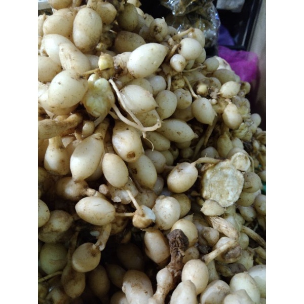 

Kunyit Putih 1kg