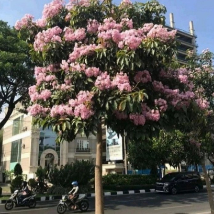 Pohon bunga Tabebuya Pink / Putih Rosea 3 meter murah