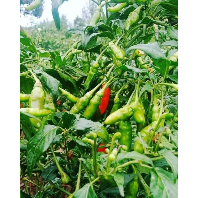 

Cabe rawit hijau 60 k per kg