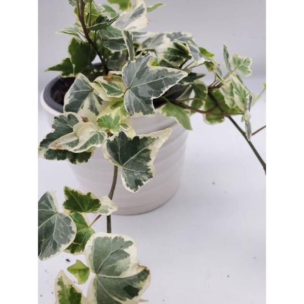tanaman hias hedera helix ivy variegata