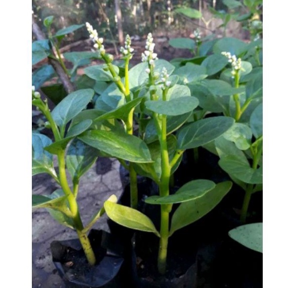 Angkung/Bibit pohon Angkung/Tanaman herbal Angkung