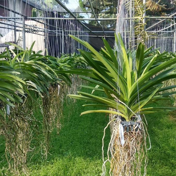 Anggrek vanda dewasa