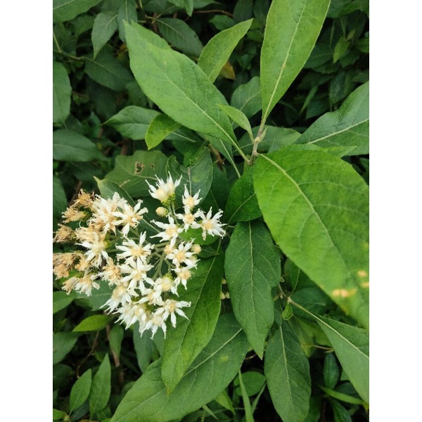 DAUN KLOROFIL / AFRIKA herbal