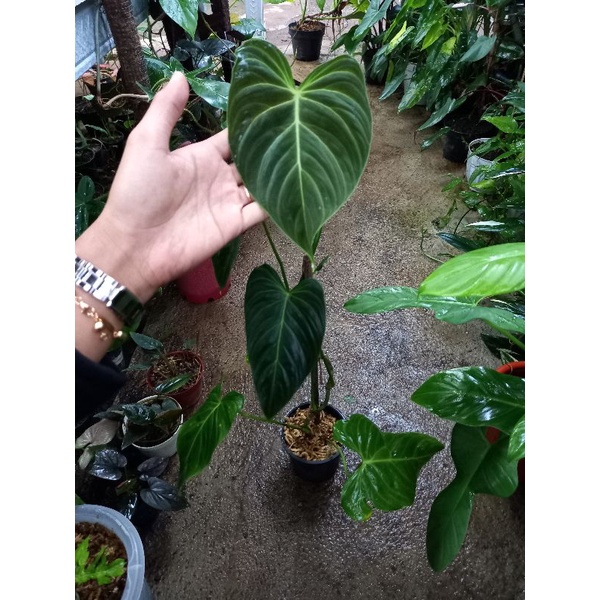 philodendron splendid / splandid / philo splendid sesuai foto