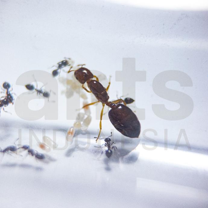 Koloni Crematogaster Sp - Koloni Semut