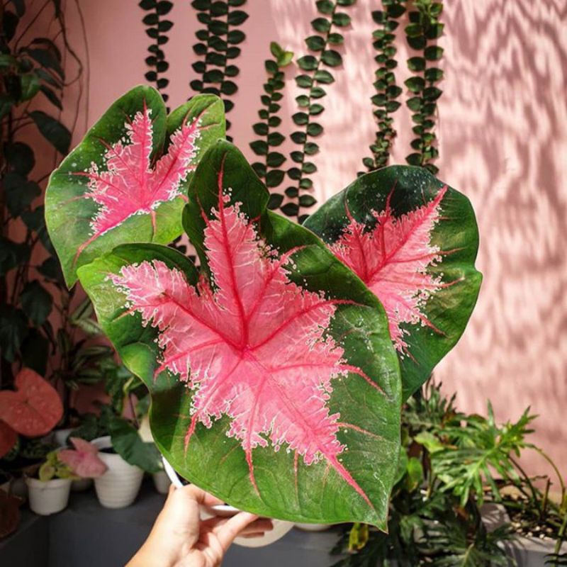 KELADI TRI COLOR/KELADI 3 WARNA/KELADI TRI COLOR/ICE HEART/ DEWASA OBRALL/ LOVE SHOP MILLENIAL