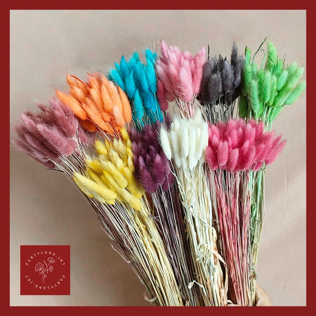 (-+50pcs) Dried Candy Colour Lagurus/ Rabbit Tail Bunga Kering Asli  Dekorasi Buket Wedding