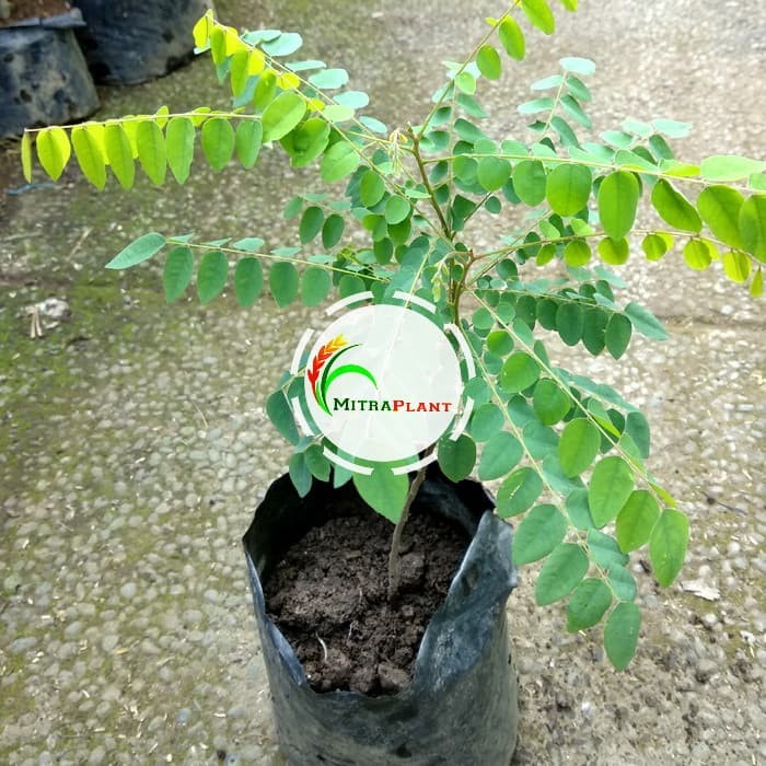 Bibit Pohon Belimbing Sayur - Tanaman Buah Belimbing Wuluh Buluh Asam GG22