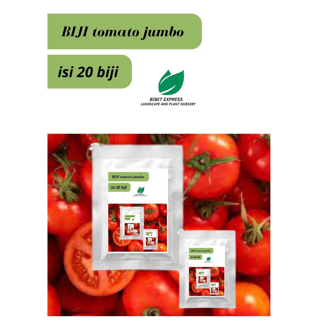 Biji tanaman tomat jumbo/Biji tomato