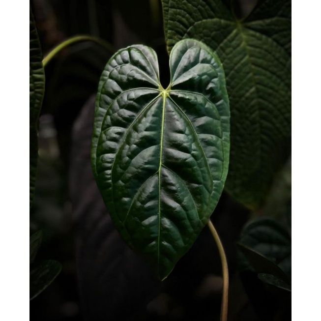 anthuriumx_regale X luxurians produk original