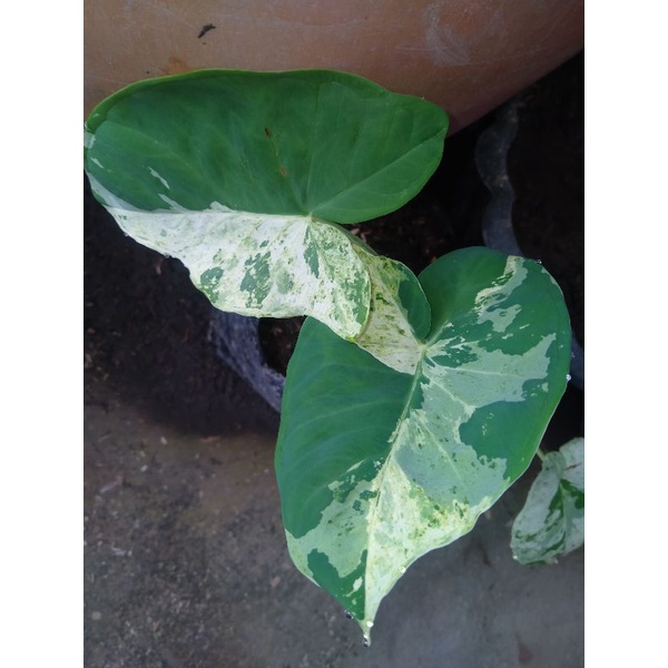 tales varigata/xanthosoma varigata