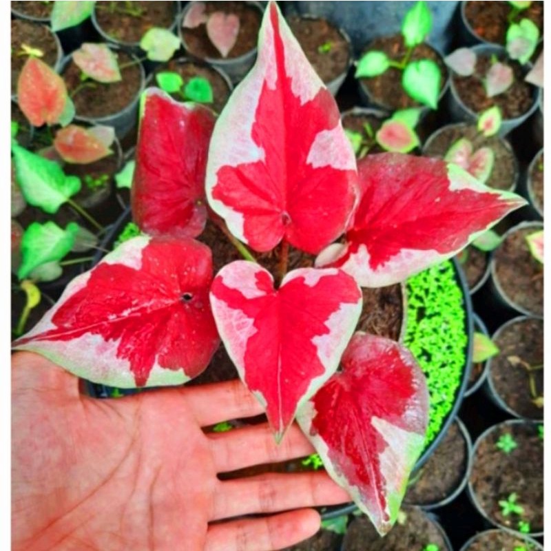 Caladium thai series Dwi Warna 1-3 Daun Tanaman Keladi Hias Murah Impor Thailand Import BUKAN bonggol bibit // Florist Nursery