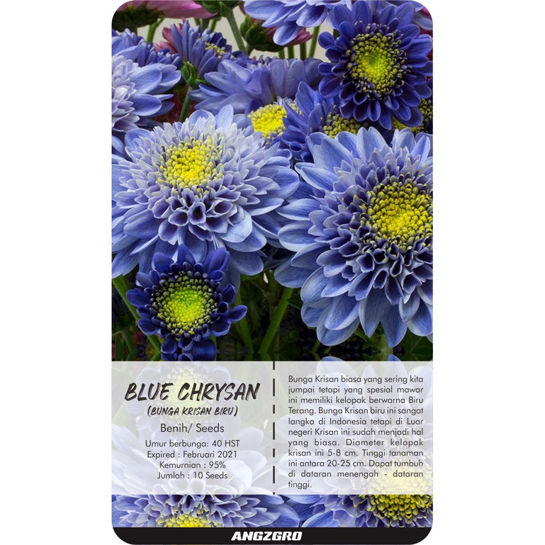 

Blue Chrysant 10 Seeds