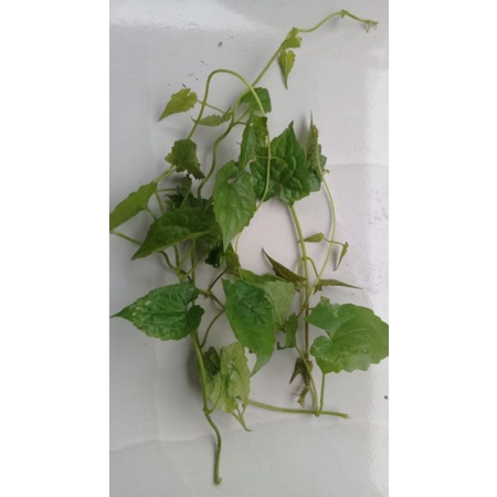 

Daun sembung rambut 250 gram