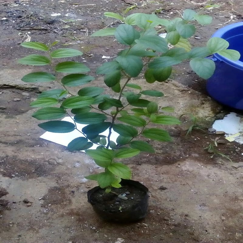 Bibit Pohon Bidara / Widara / Sidr Arab Berduri - Ziziphus Mauritiana