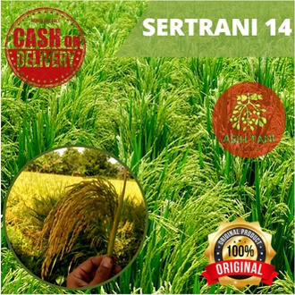 Benih Padi Unggul MSP Sertani 14 Bibit 5 kg