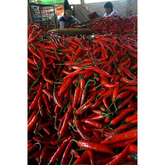 

BIG SALE !!! Cabai kriting merah jawa tengah super Fresh 1kg