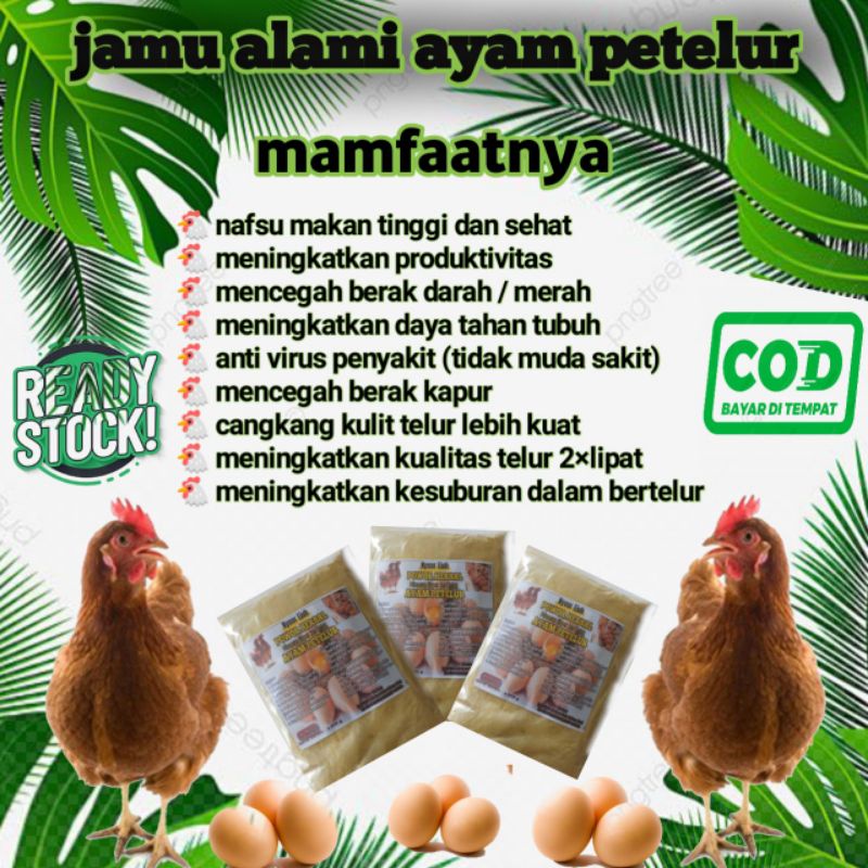 

JAMU AYAM PETELUR