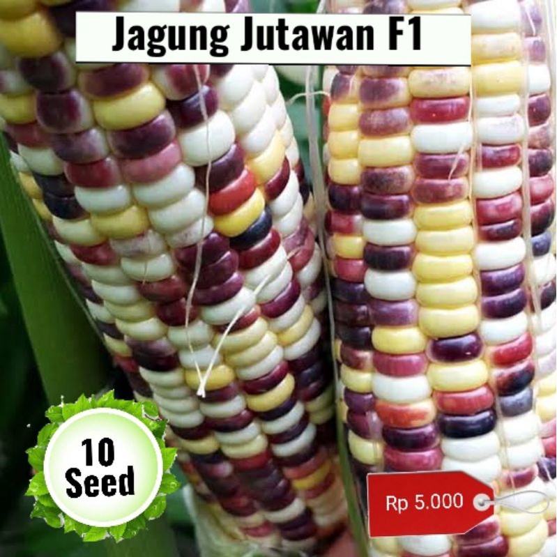 jual benih biji jagung rainbow pelangi jagung jutawan F1