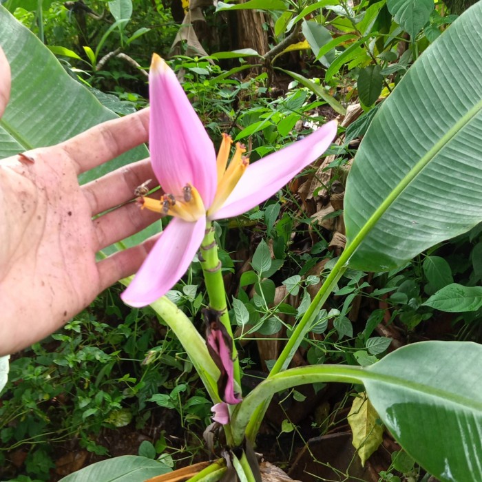 Tanaman Pisang Hias Jantung Bunga warna Pink Langka/Pohon Pisang Hias FF11