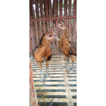 Ayam Perawan Pelung Jumbo  Asli Cianjur Umur 4 bulan Kondisi Hidup Jenis Kelamin  Betina Warna Kuning Kemerahan
