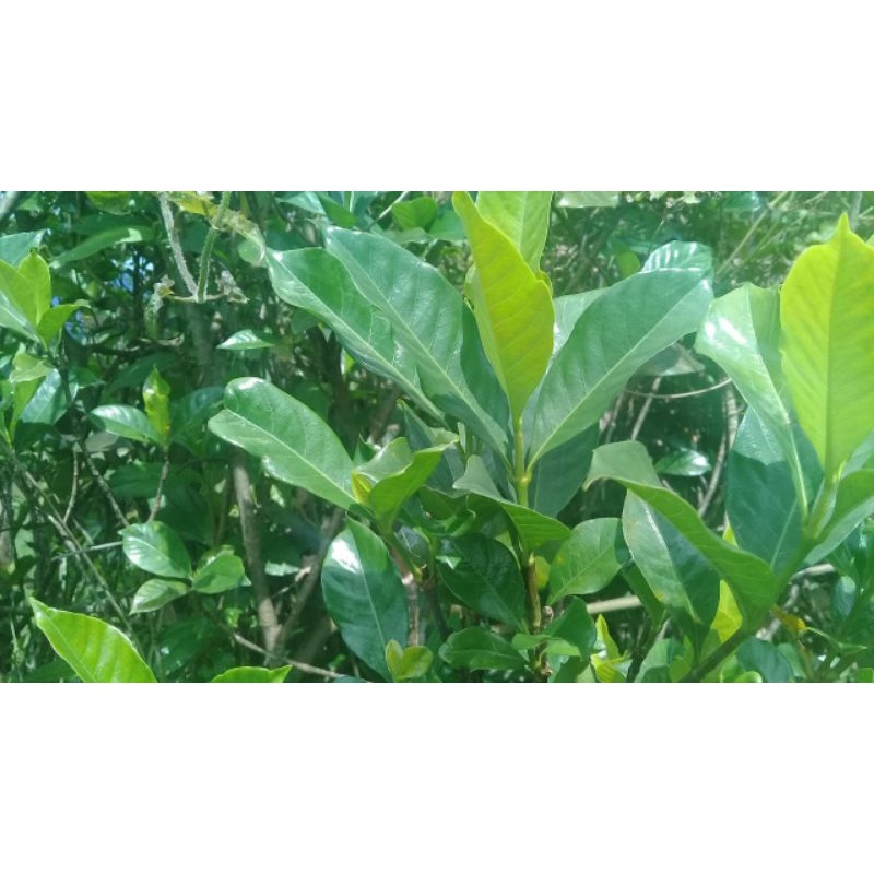 

Daun kaca piring segar organik perlembar