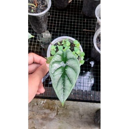 alocasia dragon scale daun 1 paling murah