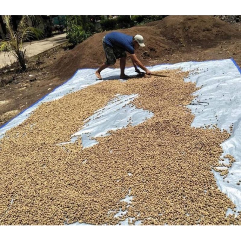 Biji jati solomon super unggul siap semai 500gram