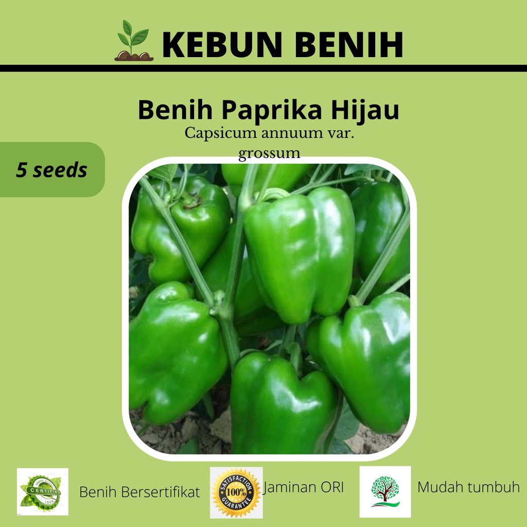 5 Benih Tanaman Paprika Hijau/ Benih Green Paprika Kualitas Unggul