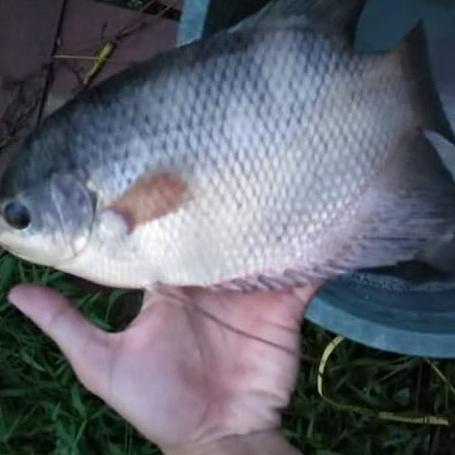 IKAN GURAME HIDUP - EKOR