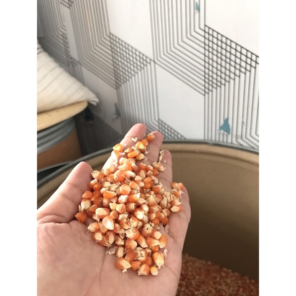 Jagung 1kg pakan burung dara pakan merpati