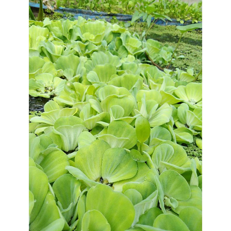 APU-APU TANAMAN AIR MAWAR