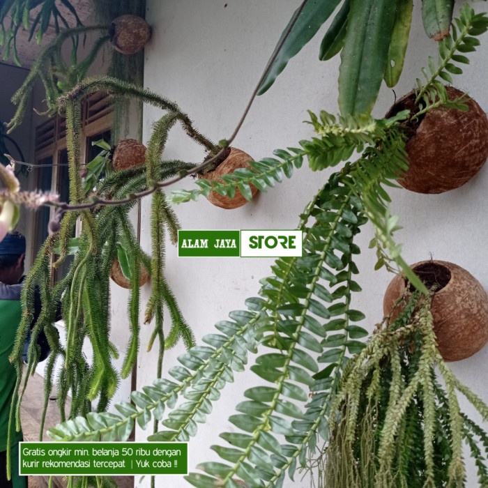 Tanaman hias Pakis ekor naga super jumbo EE44