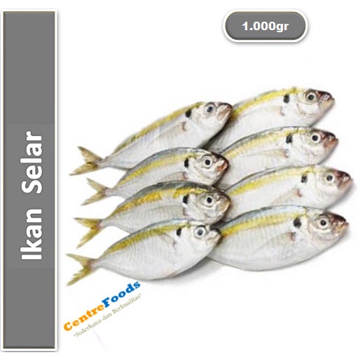 

Ikan Selar Fresh - Selar Kuning | 1.000gr [ Harga Per KG ]