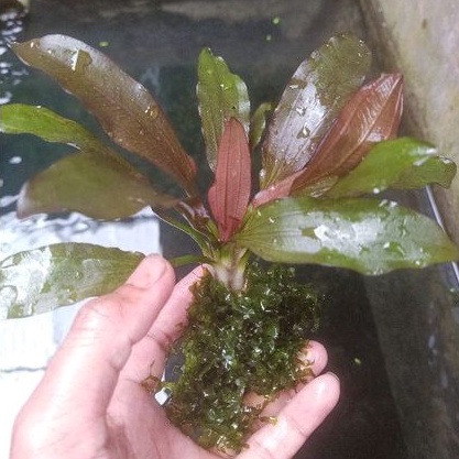 pelia + echinodorus red diamond / paling murah