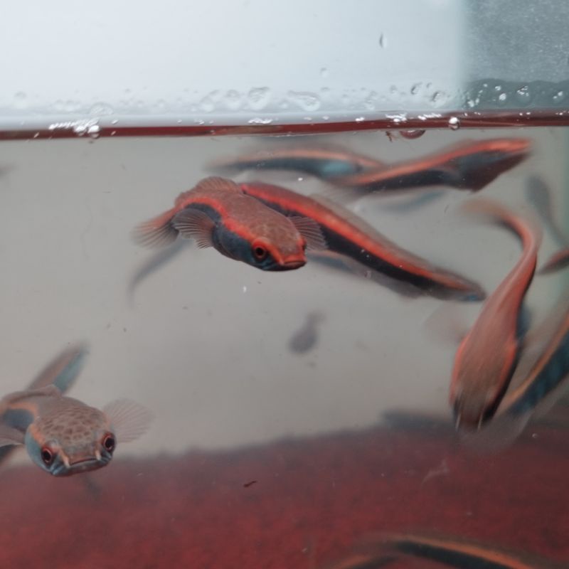 MARU ys yellow sentarum 6-8cm red eye