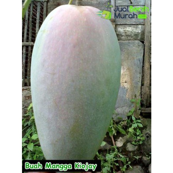 bibit mangga kiojay hasil okulasi dari indukan sudah berbuah