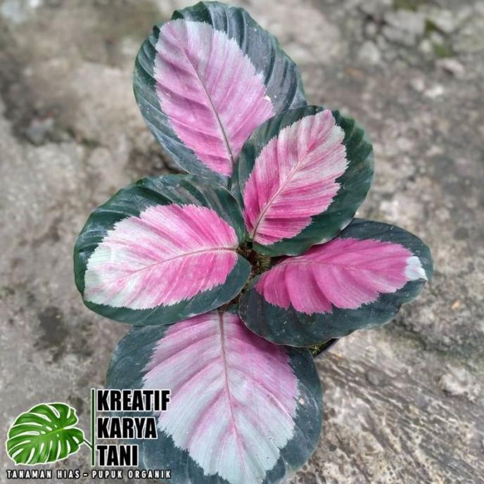 Tanaman hias calathea pink rossy - Calathea Pink Rossy