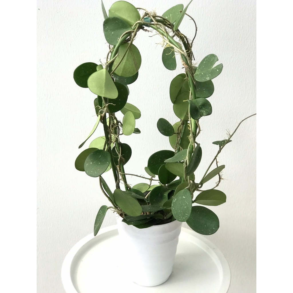 Hoya Obovata Jumbo