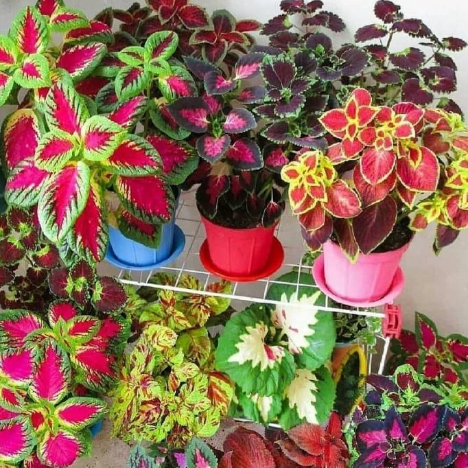 tanaman hias miana hidup paket 10 jenis