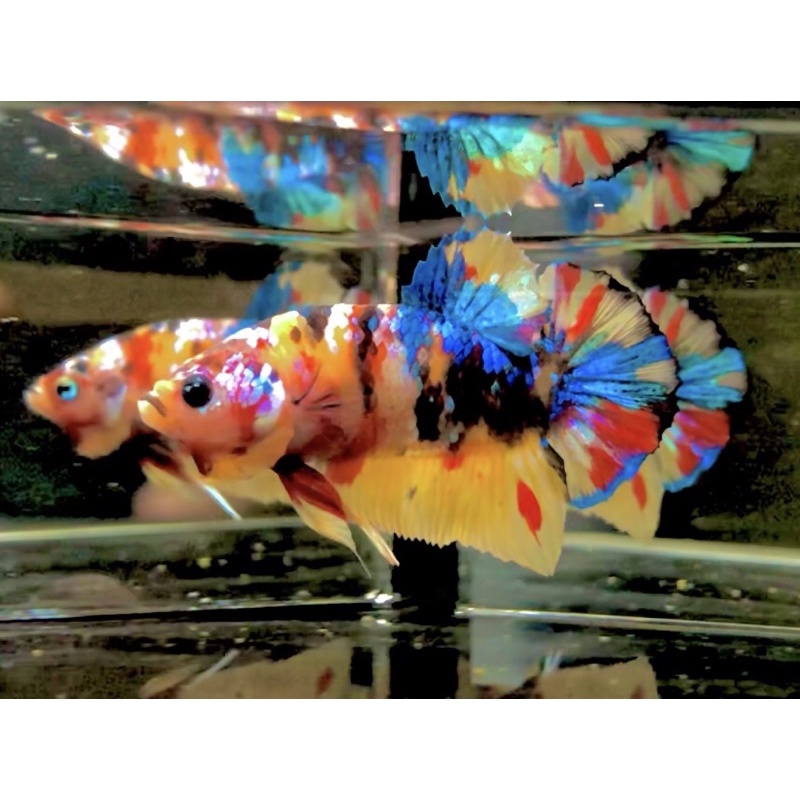 CUPANG YELLOW BASE MULTI TOP GRADE