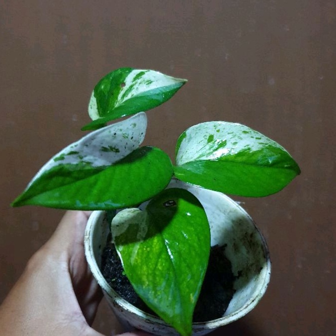 epipremnum aureum marble queen