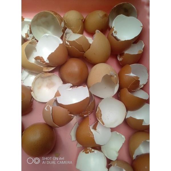 

CANGKANG TELUR/KULIT TELUR/CANGKANG TELUR AYAM NEGERI