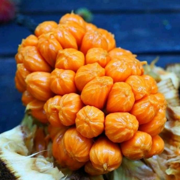 joss bibit cempedak merah/cempedak orange okulasi murah viral